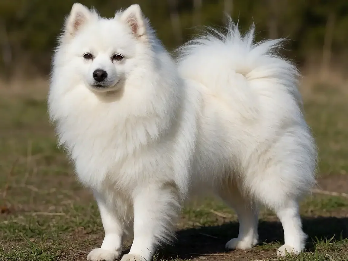 美国爱斯基摩犬外形参考图片