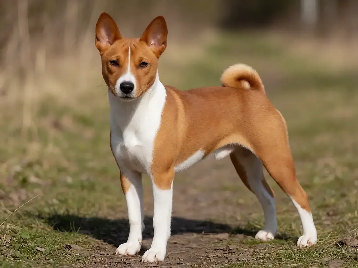 巴仙吉犬外形参考图片