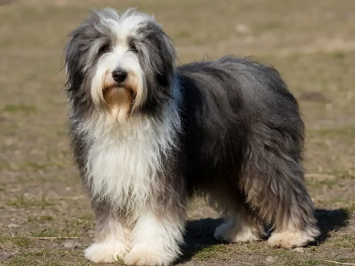 古代长须牧羊犬外形参考图片