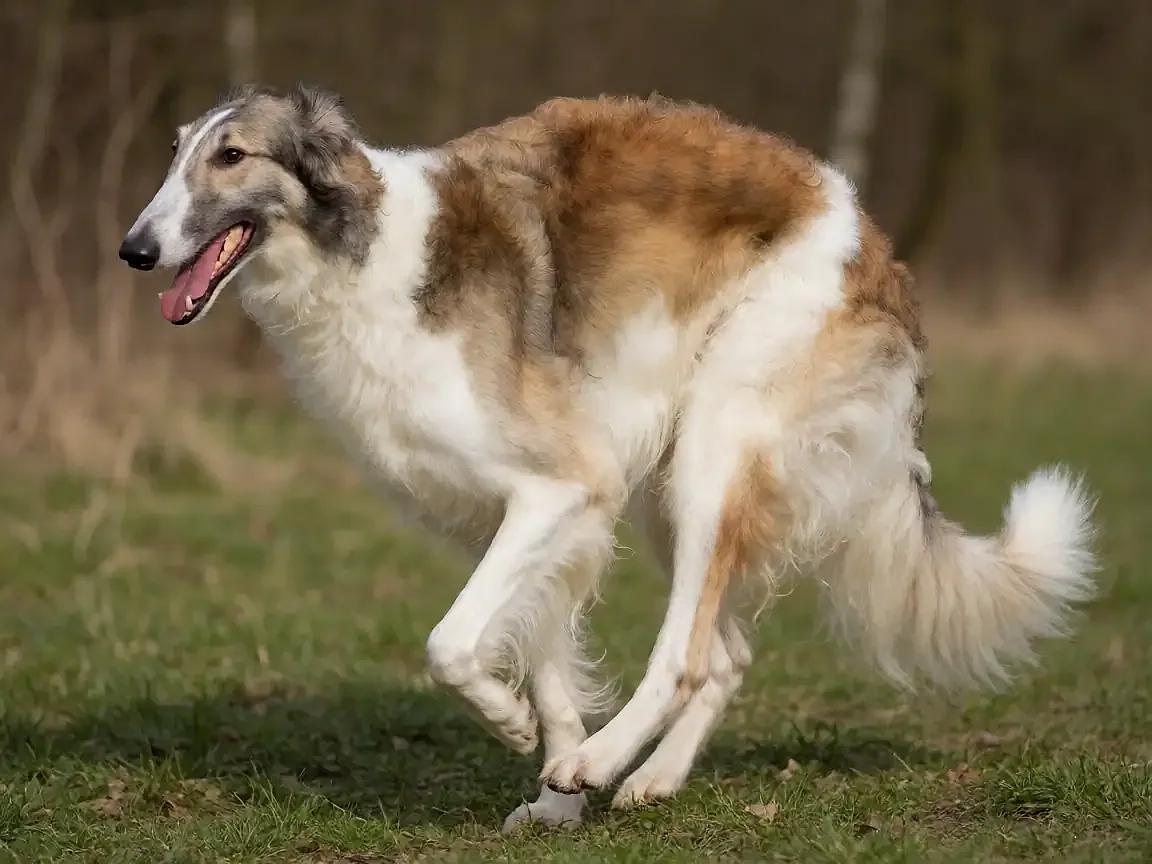 苏俄猎狼犬外形参考图片