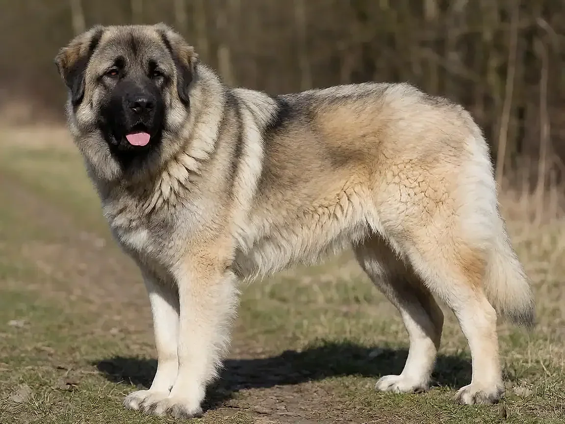 高加索犬外形参考图片