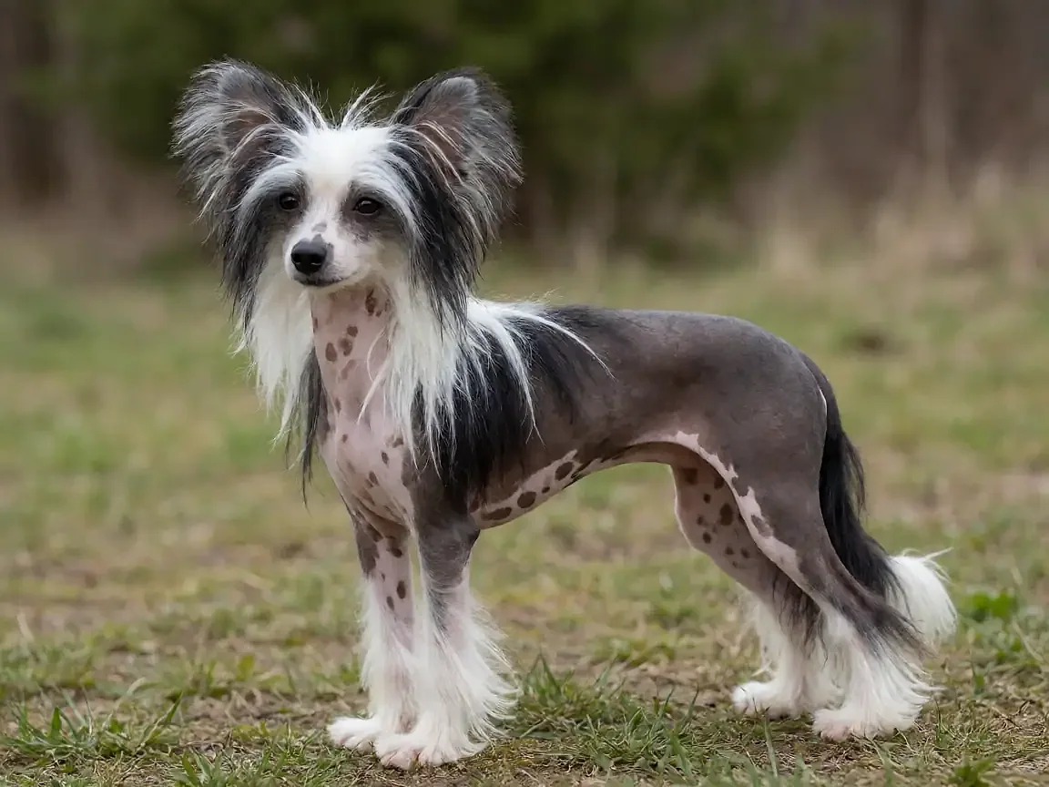 中国冠毛犬外形参考图片