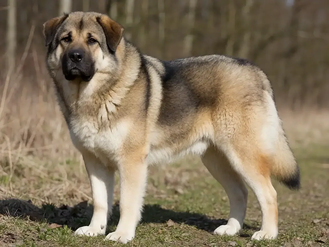 奇努克犬外形参考图片