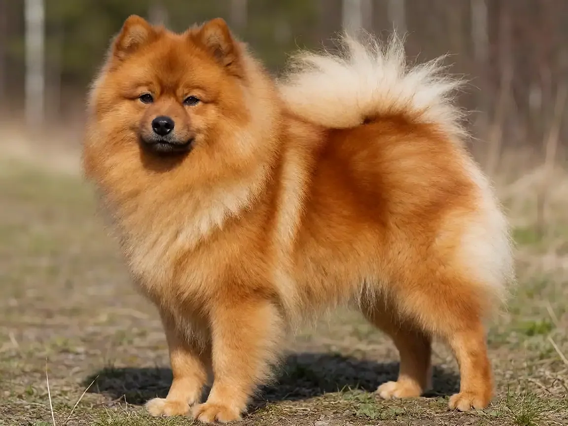 芬兰狐狸犬外形参考图片