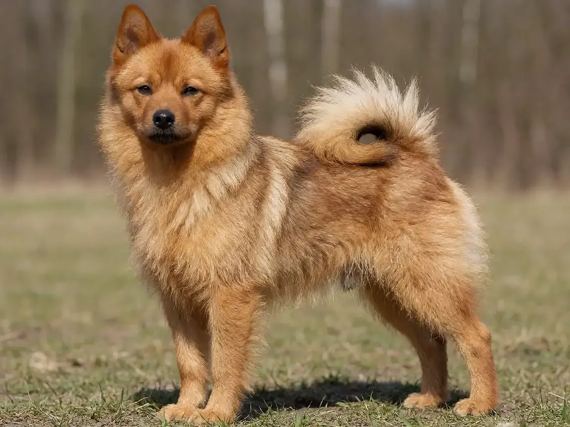 德国狐狸犬外形参考图片