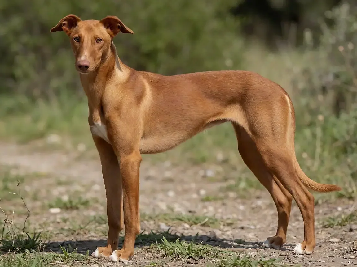 伊比赞猎犬外形参考图片