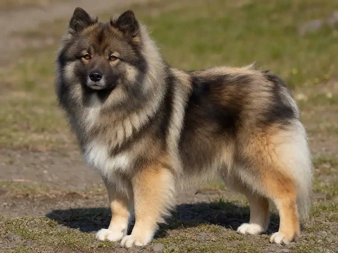 冰岛牧羊犬外形参考图片