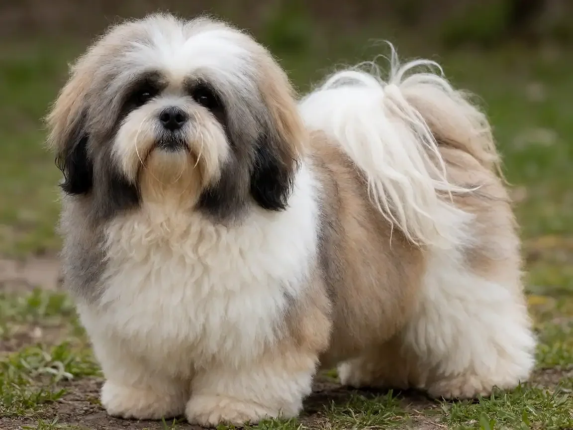 拉萨犬外形参考图片