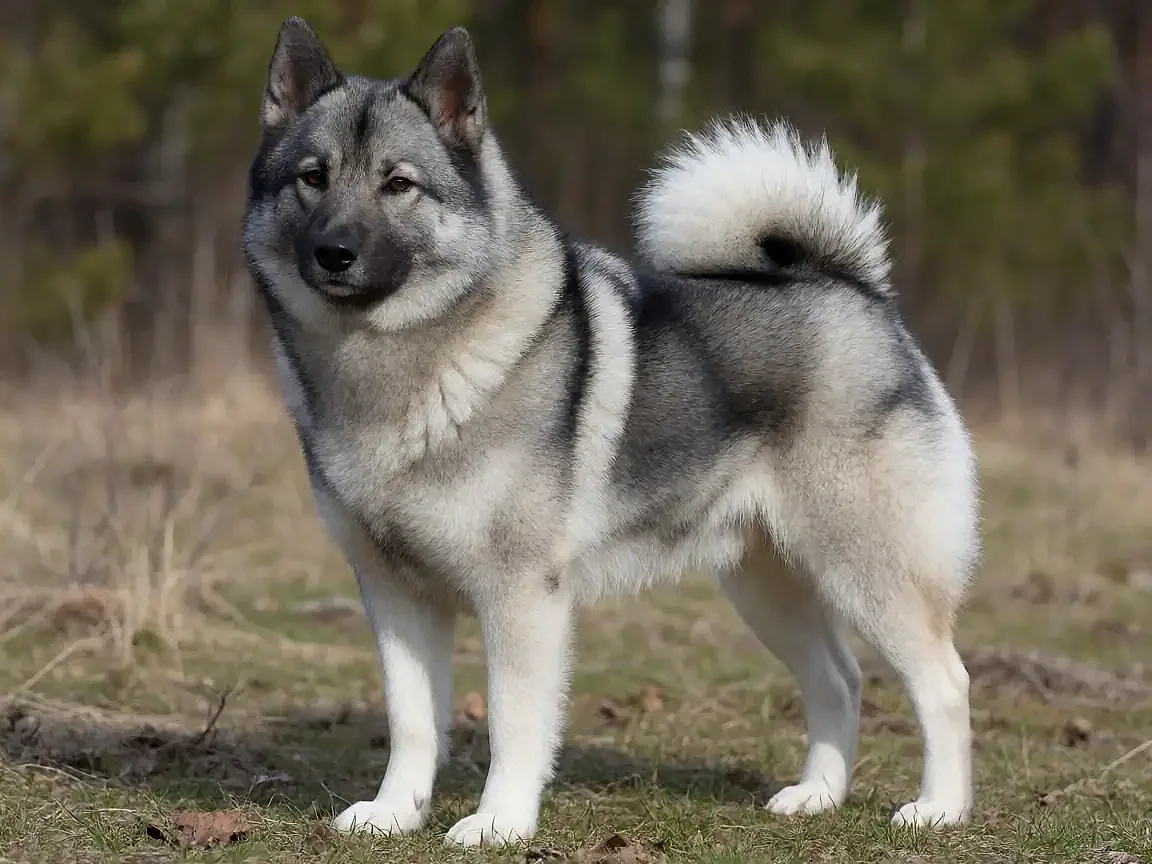 挪威猎麋犬外形参考图片