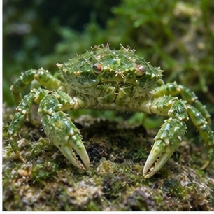 绿宝石蟹(Mithraculus 类)外观参考图片