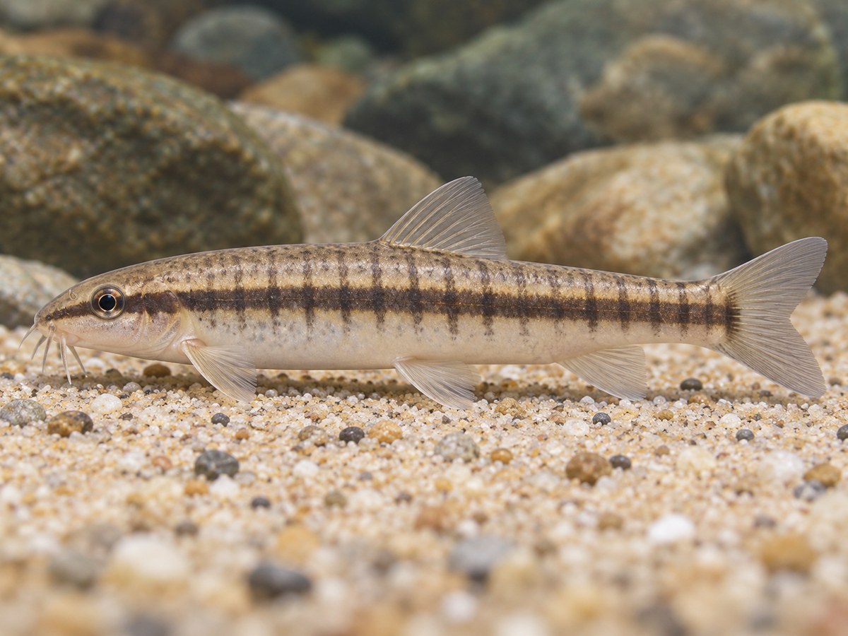 丽纹云南鳅外观参考图片