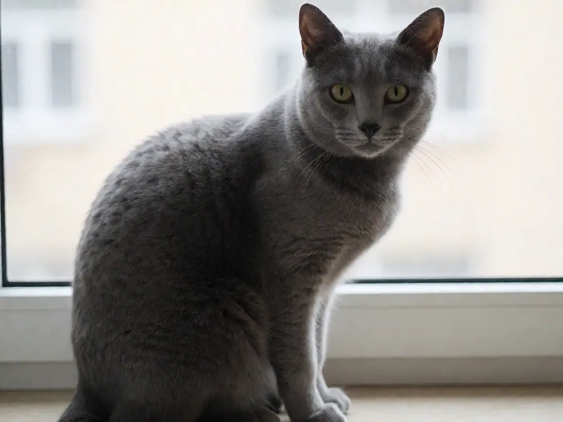 俄罗斯蓝猫外形参考图片