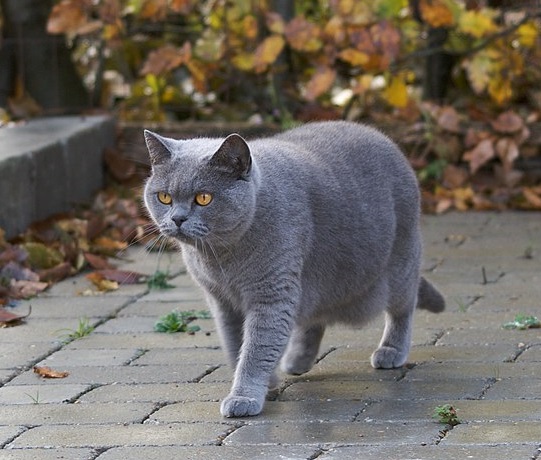 英国短毛猫照片
