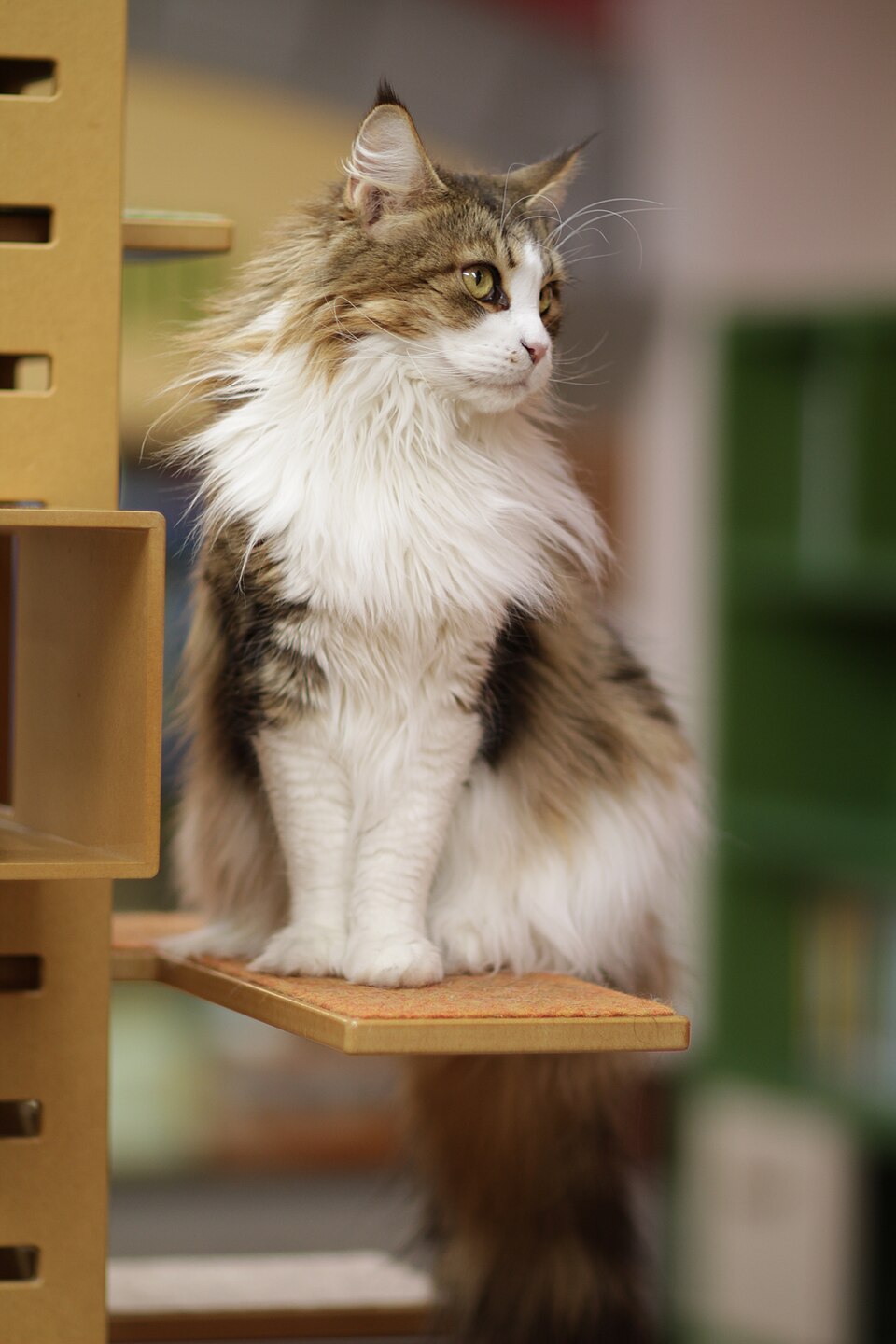 缅因猫的真实照片